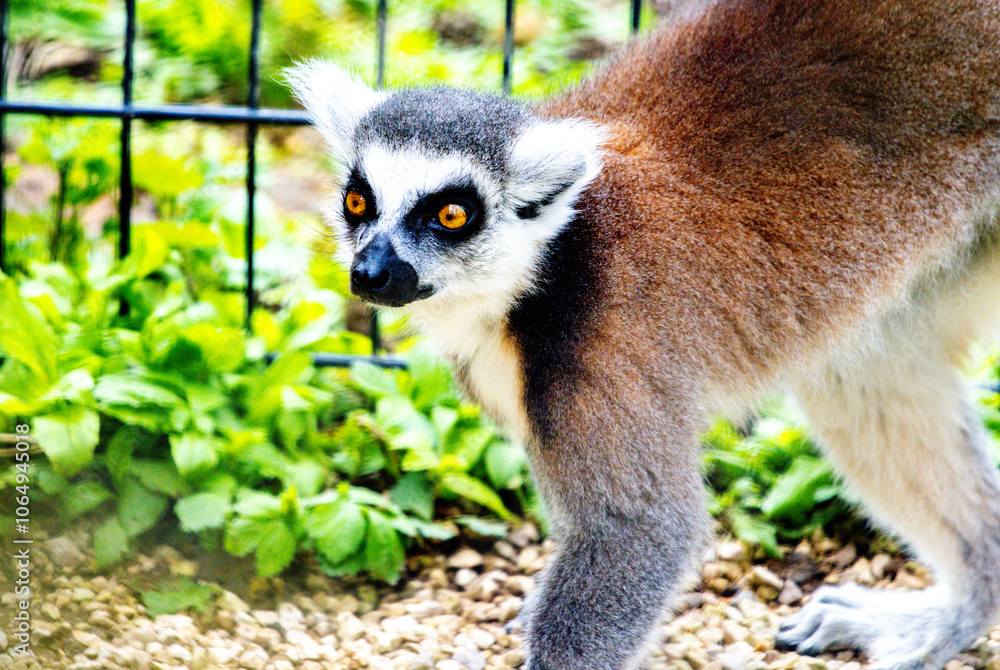 Fototapeta premium One Of The Most Adorable Animals Of The Animal Kingdom, The Lemur