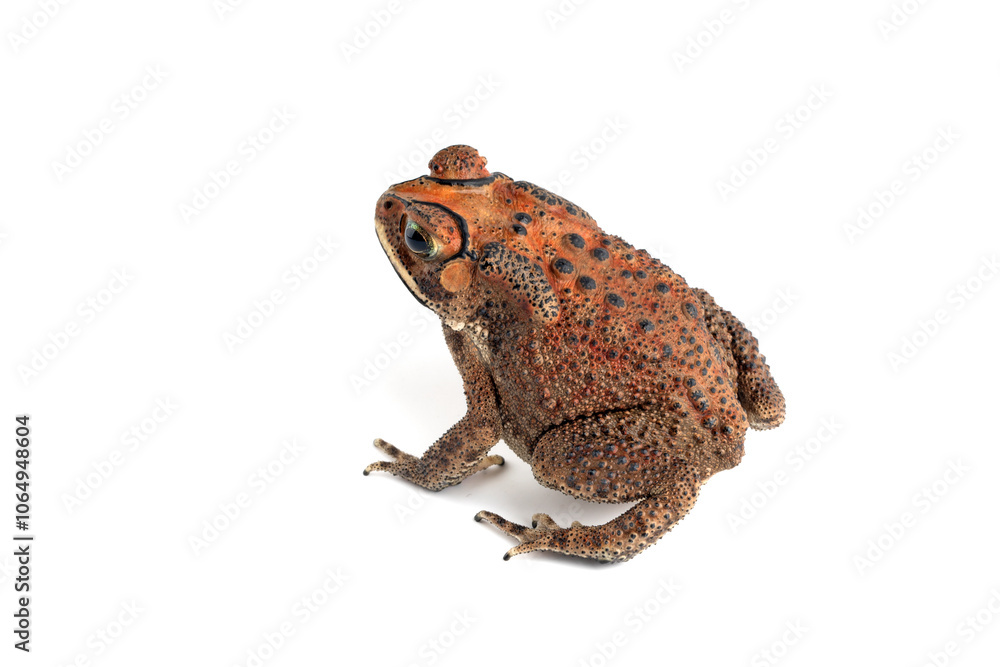 Obraz premium Asian common toad (Duttaphrynus melanostictus) isolated on white backkground, Asian common toad (Duttaphrynus melanostictus) closeup