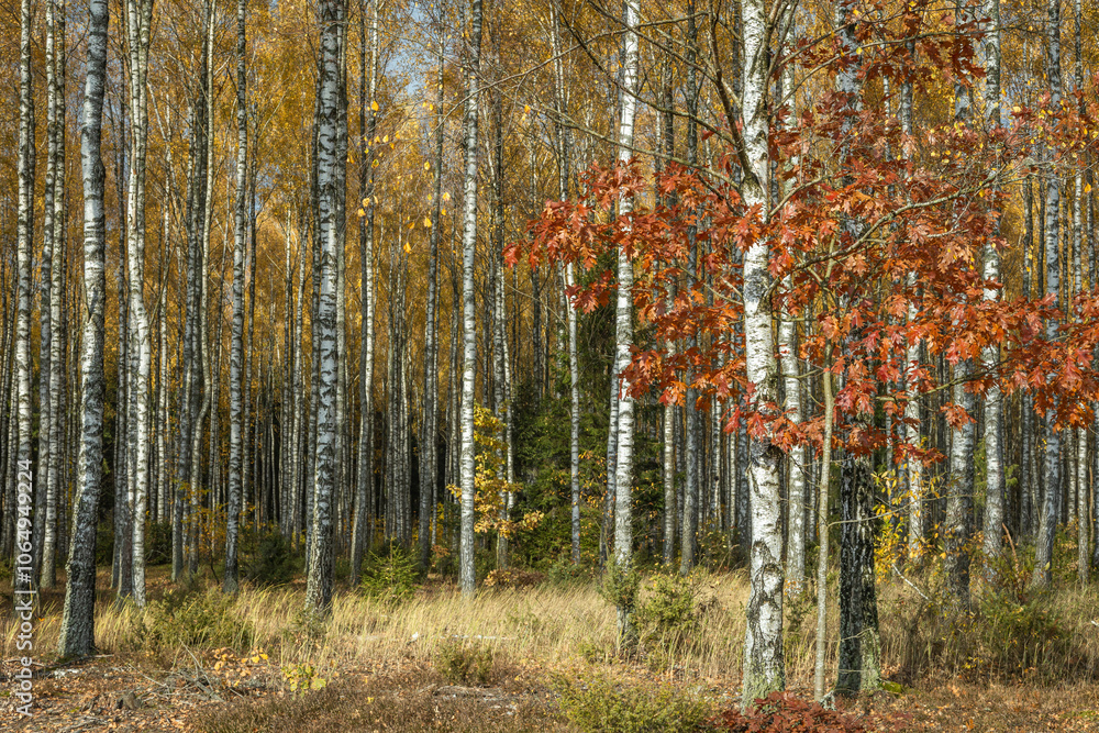 october landscape autumn forest. Poland Europe, Knyszyn Primeval Forest, birch trees october landscape autumn forest. Poland Europe, Knyszyn Primeval Forest, birch trees
