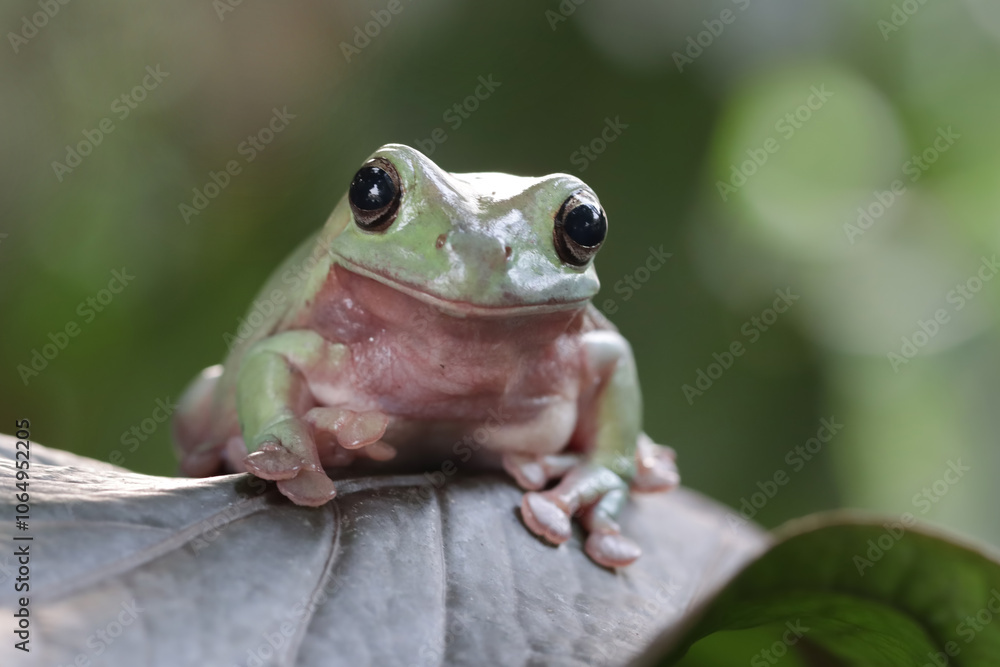 Obraz premium Dumpy frog 