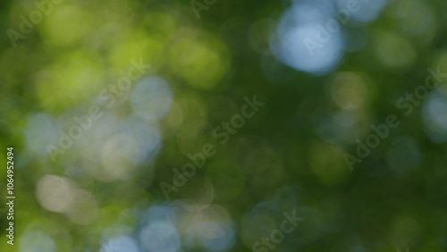Beautiful Colorful Spring Season. Young Green Foliage In Park. Fresh Green Tree With Beautiful Sunlight. Green Wood. Bokeh.