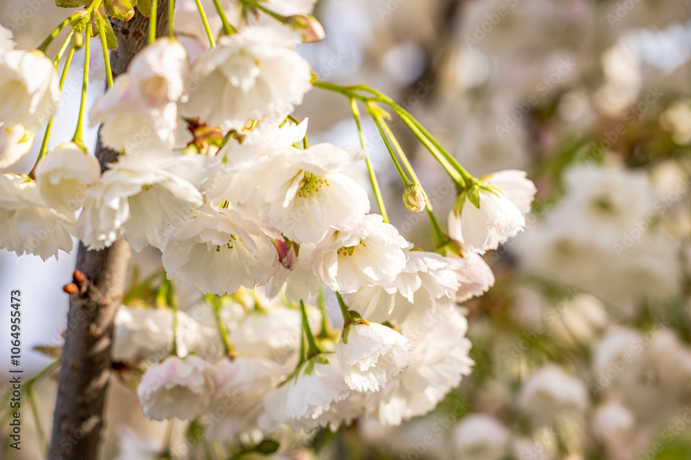 Obraz premium White cherry blossoms blooming on a sunny spring day