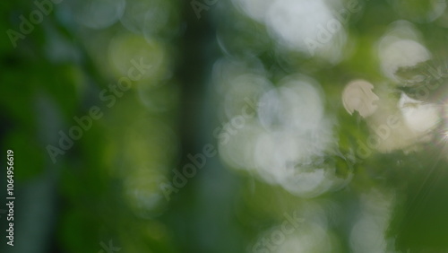 Fresh Green Leaves On A Tree Sway In Wind. Summer Sun Tree Branch Background Nature Landscape. Spring In European Nature. Bokeh.