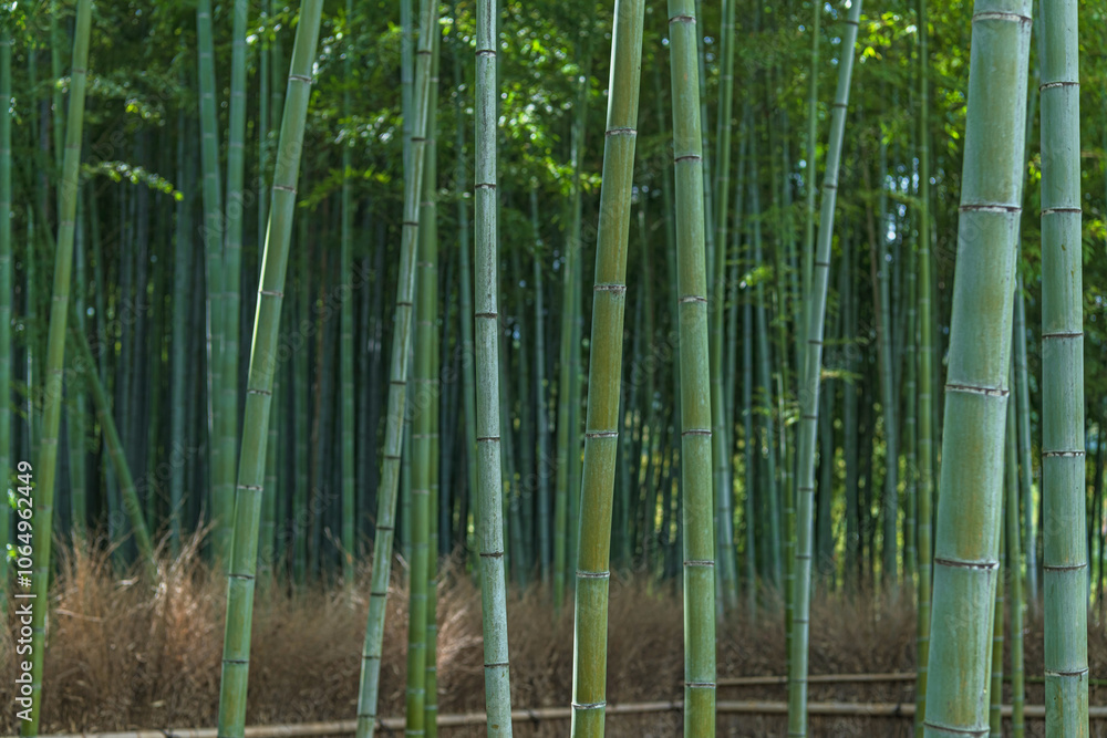 Fototapeta premium 京都嵐山 竹林の風景