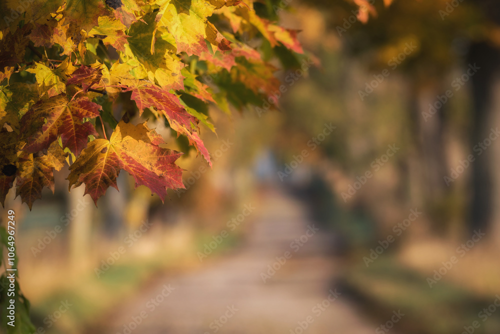 GOLDEN AUTUMN LANDSCAPE - Colorful maple leaves along a old country road
GOLDEN AUTUMN LANDSCAPE - Colorful maple leaves along a old country road