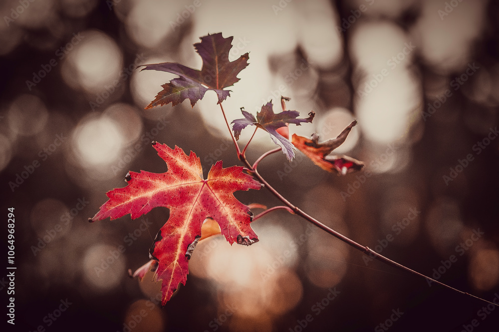 Fototapeta premium Autumn maple leves on a tree with blurred background and close up view.