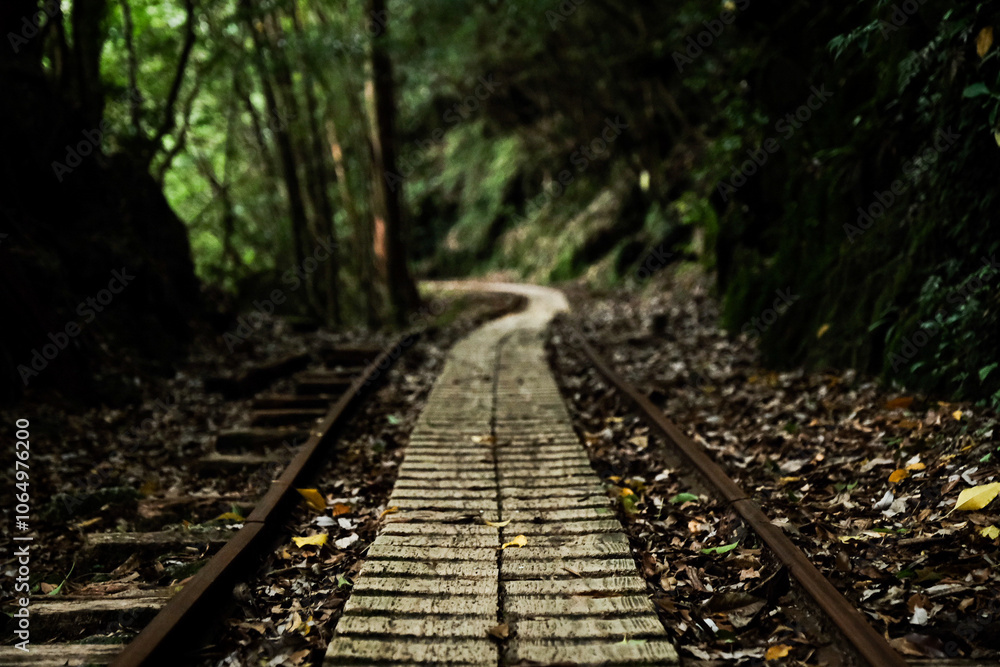 Obraz premium 屋久島の新緑のトロッコ道 Yakushima Japan