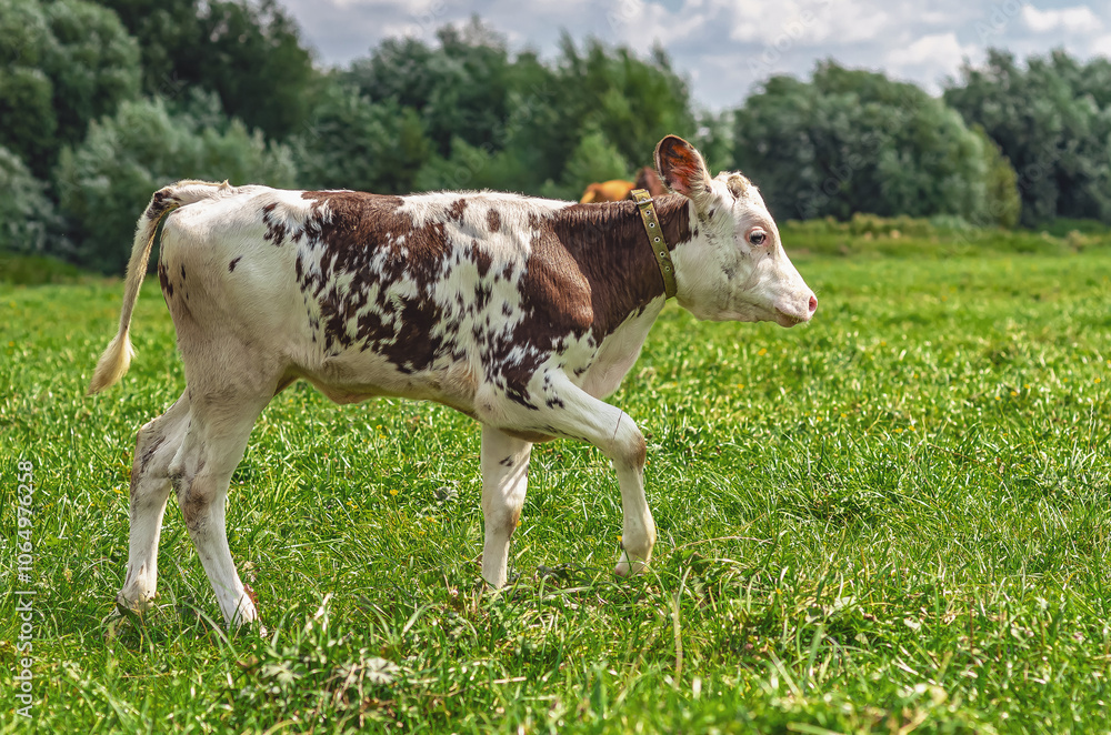 Side view of small calf walking on pasture with green grass. Background of blurred trees and sky. Side view of small calf walking on pasture with green grass. Background of blurred trees and sky.