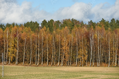 Birch grove in autumn in Warmia, Poland