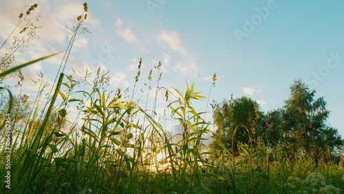 Meadow With Tall Grass Near Forest In Sunset Light. Summer Landscape With Plant In Rays Of Setting Sun. Gimbal shot. photo