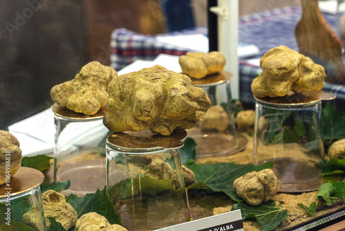 Wallpaper Mural King size white truffles at the Truffle Exhibition in Alba. Fragrance of  white truffle mushrooms.  Autumn gourmet cuisine of Piedmont, Northern Italy, France, Spain Torontodigital.ca