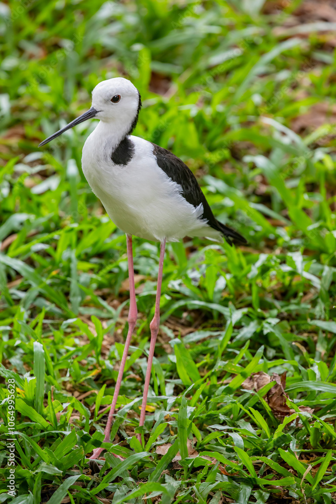 The pied stilt (Himantopus leucocephalus) is a slender wader found in Australasia and parts of Southeast Asia. It has striking black-and-white plumage, long pinkish legs The pied stilt (Himantopus leucocephalus) is a slender wader found in Australasia and parts of Southeast Asia. It has striking black-and-white plumage, long pinkish legs