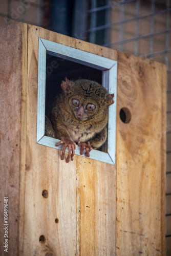 The spectral tarsier (Tarsius tarsier) is a small, nocturnal primate native to the forests of Sulawesi, Indonesia. It is renowned for its enormous eyes, photo