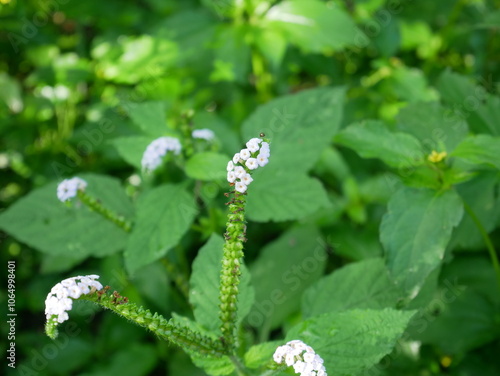 lily of the valley in the forest photo