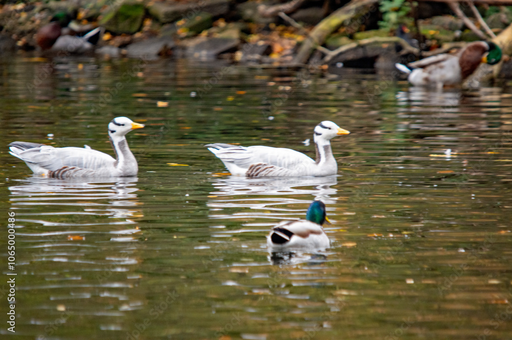 Gänse schwimmen auf dem Wasser Gänse schwimmen auf dem Wasser