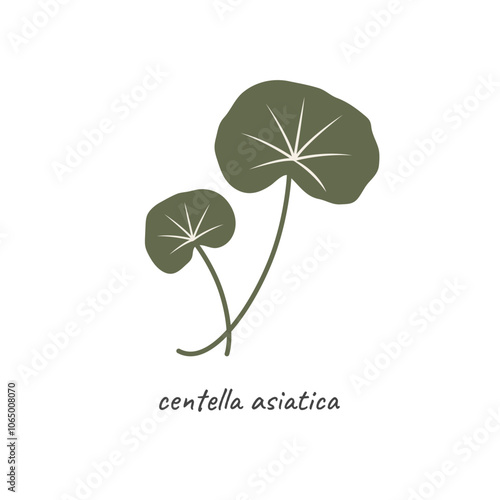 Hand Drawn Gotu Kola (centella asiatica) Plant illustration. Vector 