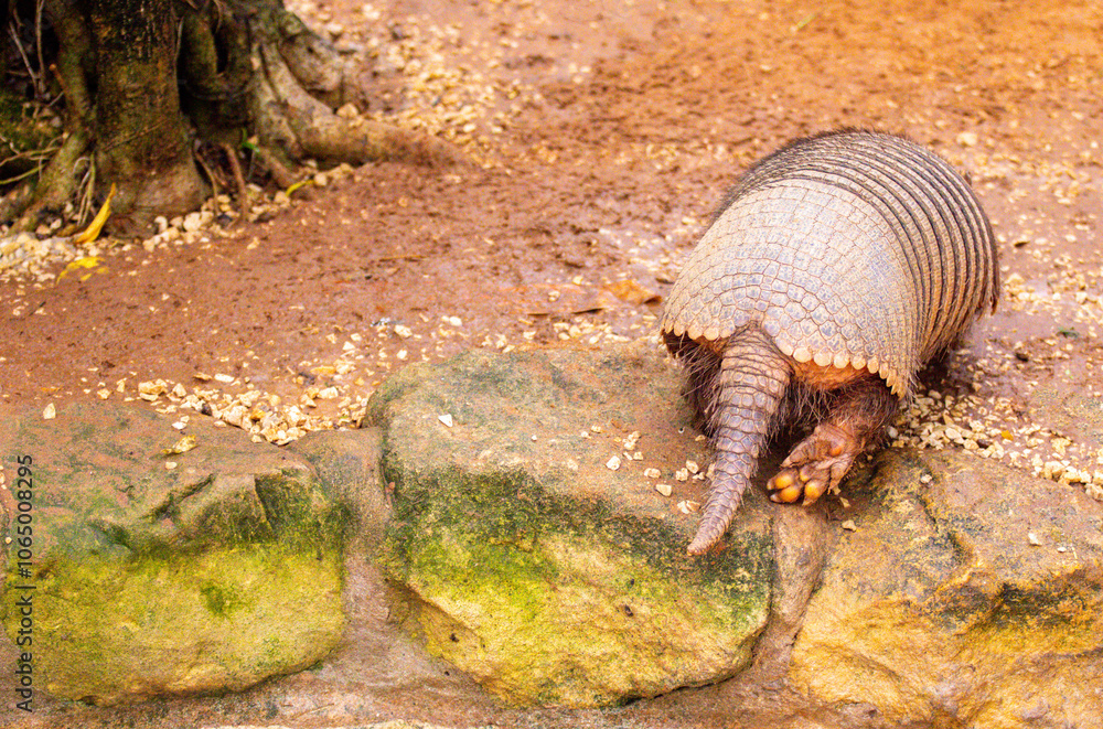 An Armadillo Animal Running Around In An Enclosure At A Zoo An Armadillo Animal Running Around In An Enclosure At A Zoo