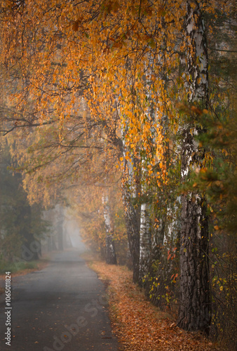 Fototapeta Naklejka Na Ścianę i Meble -  Jesienny, mglisty poranek w parku.