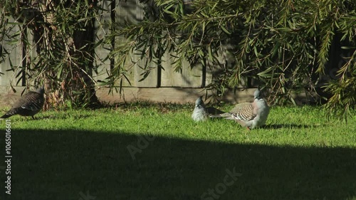 Crested Pigeons Sat On Grass In Garden Getting Spooked Scared And Start Running Australia Gippsland Victoria Maffra