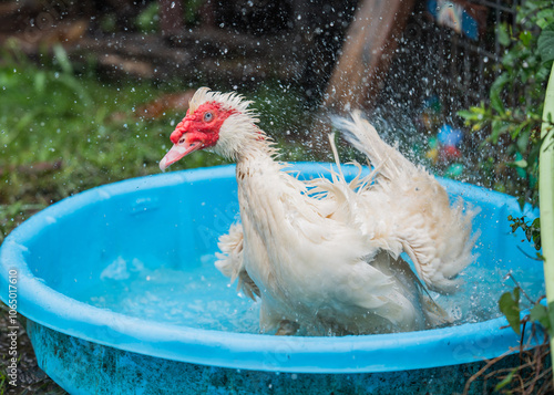 farm animals at an animal sanctuary in Hawaii enjoy their day in a healthy environment. Featured animals: goat, sheep, turkey, ducks, pigs, chicken, rooster, hen. all in a healthy enviroments photo