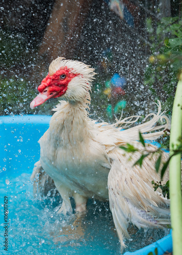 farm animals at an animal sanctuary in Hawaii enjoy their day in a healthy environment. Featured animals: goat, sheep, turkey, ducks, pigs, chicken, rooster, hen. all in a healthy enviroments photo