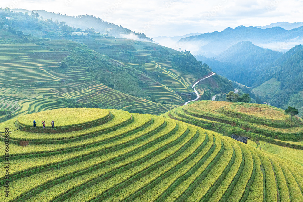 Rice is ripe on terraced fields in Mu Cang Chai, Yen Bai, Vietnam and the harvest season begins. Photo taken in Mu Cang Chai, Yen Bai, Vietnam in October 2022. Rice is ripe on terraced fields in Mu Cang Chai, Yen Bai, Vietnam and the harvest season begins. Photo taken in Mu Cang Chai, Yen Bai, Vietnam in October 2022.