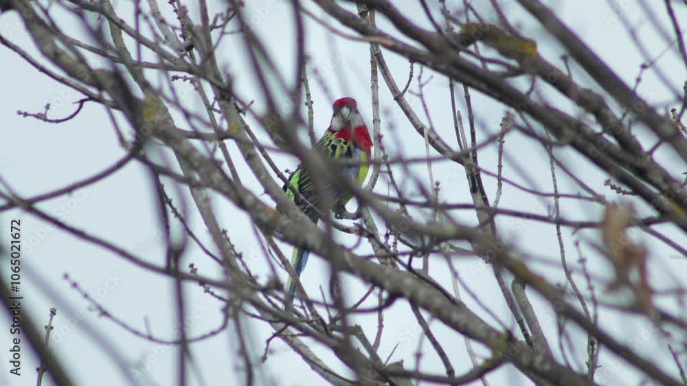 Eastern Rosella Bird Perched On Bare Tree Branch Winter Australia Gippsland Victoria Maffra Eastern Rosella Bird Perched On Bare Tree Branch Winter Australia Gippsland Victoria Maffra