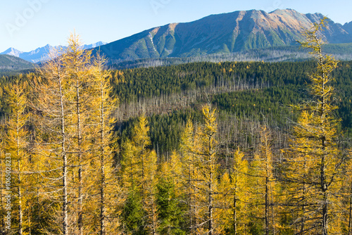 Fototapeta Naklejka Na Ścianę i Meble -  żółte modrzewie na tle Tatr