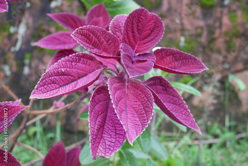 purple and green leaves