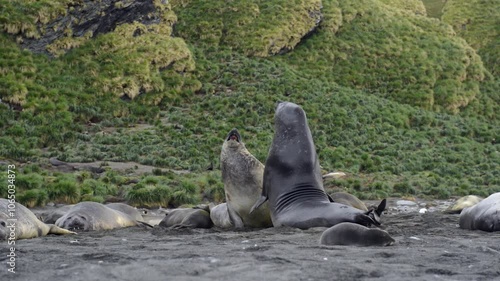 Elephant seals fighting for mating rights and dominance, in Antarctica coast