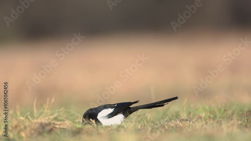 Wallpaper Mural Bird - Common magpie Pica pica, very smart and clever bird with black and white plumage on blurred background, autumn time Poland Europe Torontodigital.ca