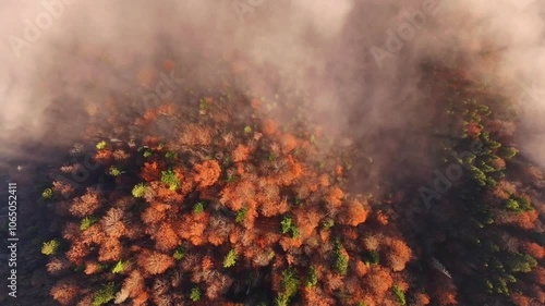 Aerial view of a mist-covered autumn forest in the Carpathian mountains. The vibrant orange and green treetops emerge through the dense fog, creating a stunning atmospheric scene from above