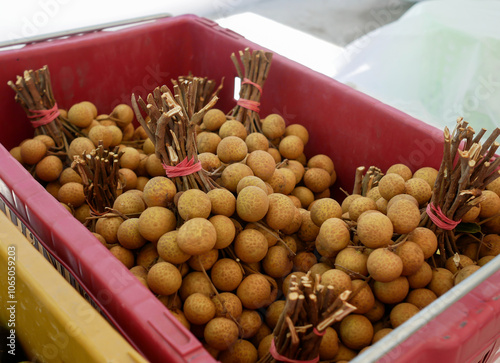 Photo of longans packed in a red crate, each bunch tied with a red rubber band, piled up filling the crate.