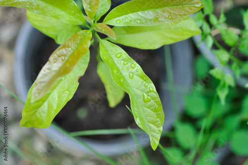 Persea americana Mill or Avocado, Lauraceae or Persea gratissima or avocado plant and rain droplet photo