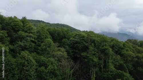 Wallpaper Mural Forest and Clouds Torontodigital.ca