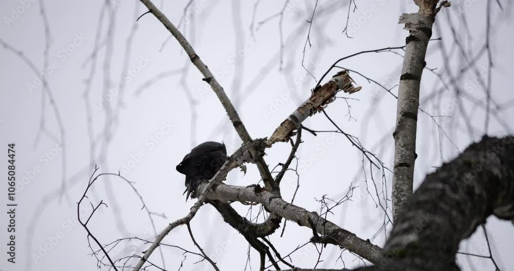 Black Woodpecker (Dryocopus martius) perches on a birch tree branch, pecking at an object. A cloudy sky serves as the backdrop, enhancing the scene captured in slow motion Black Woodpecker (Dryocopus martius) perches on a birch tree branch, pecking at an object. A cloudy sky serves as the backdrop, enhancing the scene captured in slow motion