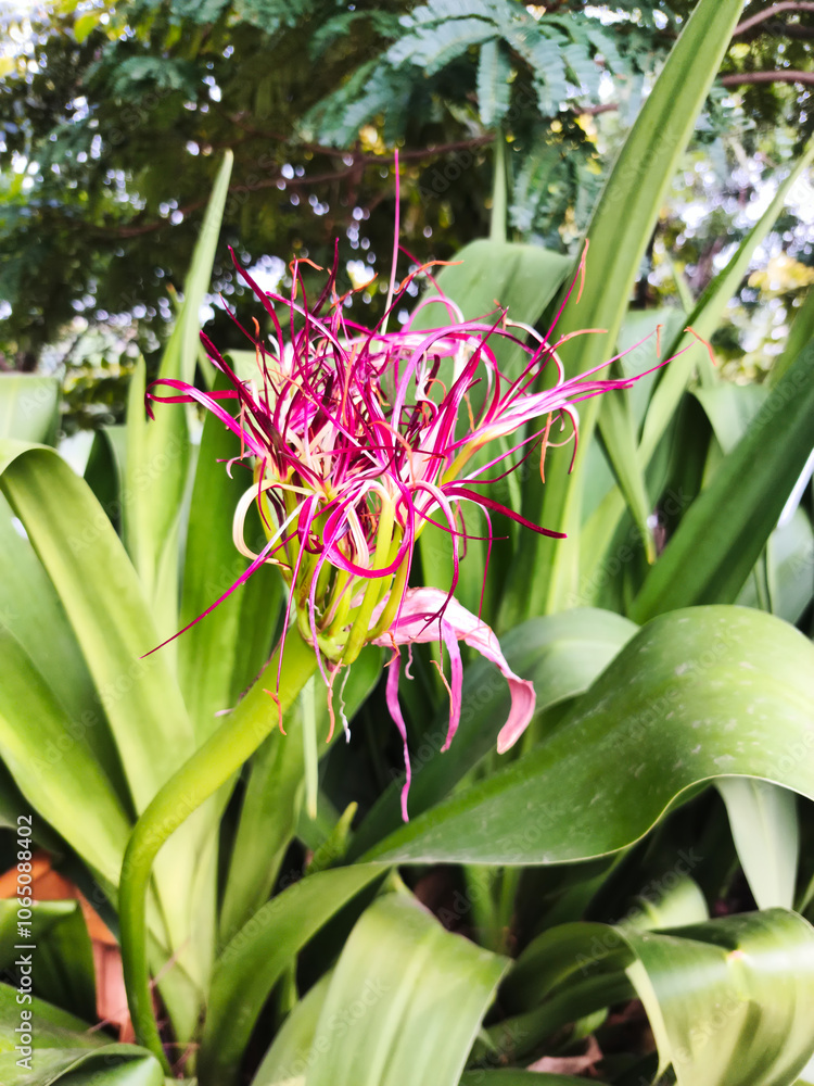 Fototapeta premium Giant Spider Lily blooming in the garden. Crinum asiaticum L