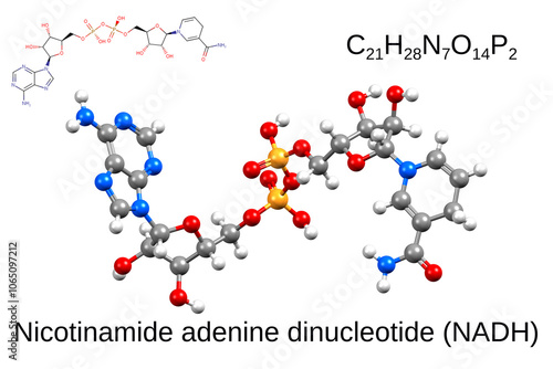 Structure of nicotinamide adenine dinucleotide. Chemical formula, skeletal formula, and 3D ball-and-stick model photo