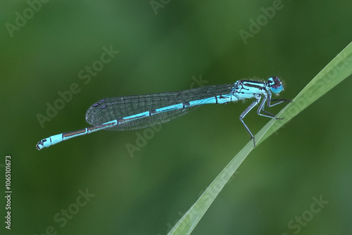 Closeup on the European azure damselfly, Coenagrion puella against a green blurred background photo