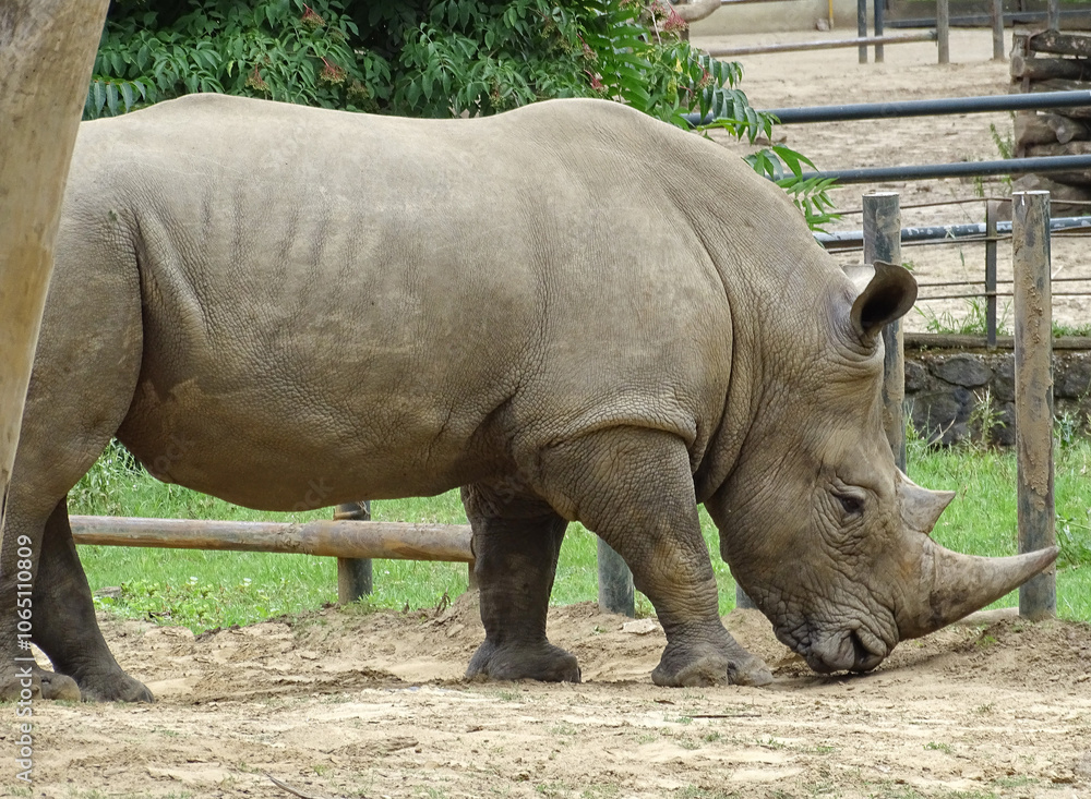Naklejka premium A white rhinoceros at the zoo during the summer