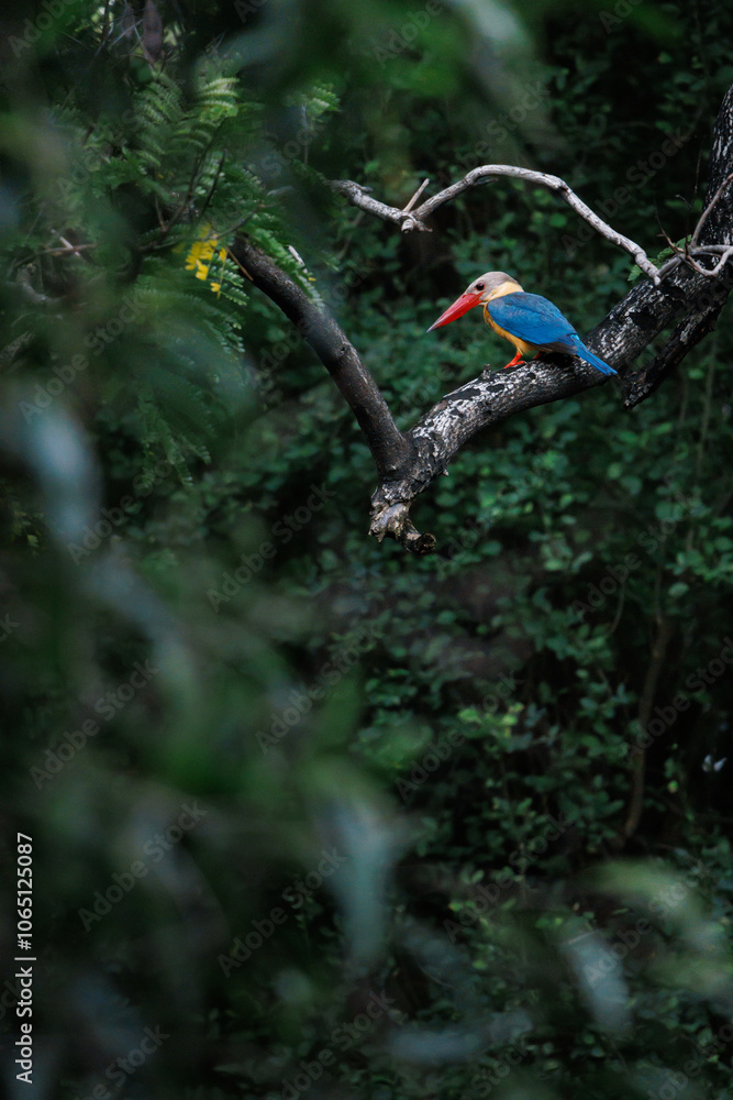 Fototapeta premium Stork-billed Kingfisher, Pelargopsis capensis perching on tree branch in forest park, massive kingfisher with a large scarlet bill, lives in a variety of well-wooded habitats near lake or pond