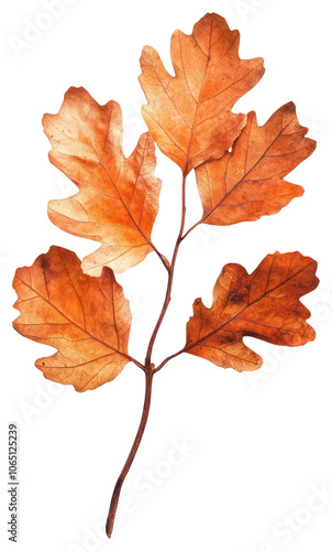 PNG Real Pressed a oak leaves leaf plant dried.