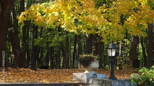 Autumn maple leaves in shades of yellow growing on tree. Sunny day in the park. Neskuchny garden in Moscow. photo