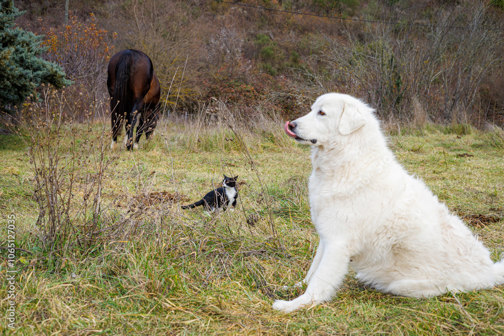 Fototapeta premium Animaux