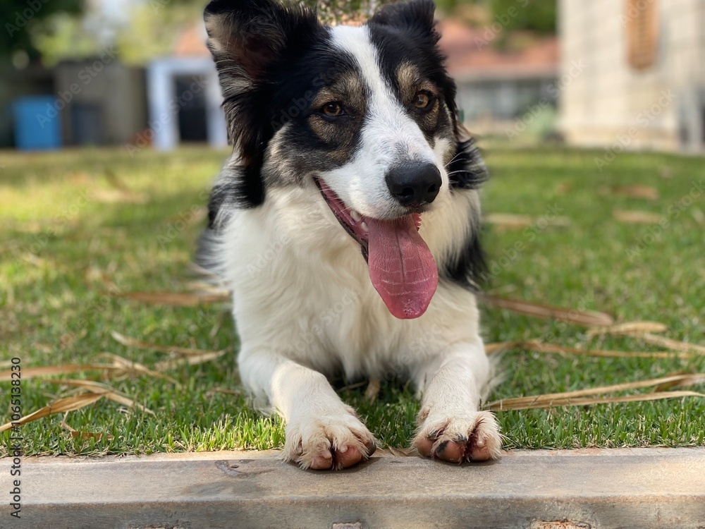 Fototapeta premium Dog