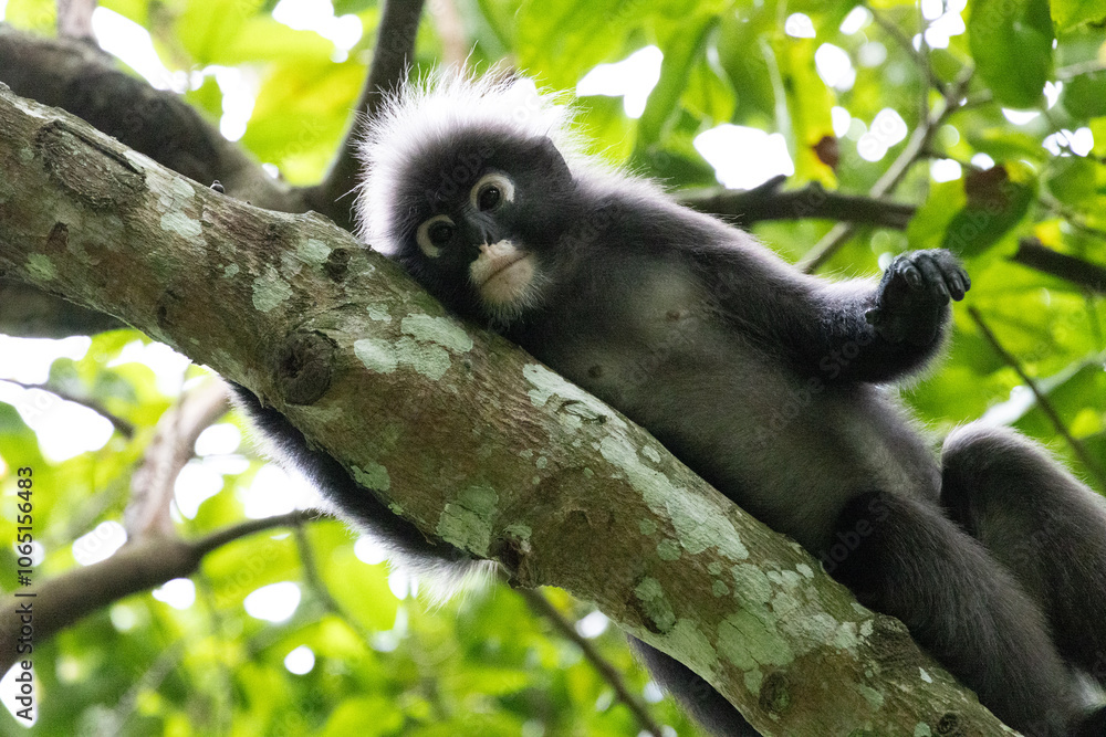 Fototapeta premium Dusky Leaf Monkeys in Penang Hill Malaysia.The dusky leaf monkey, spectacled langur, or spectacled leaf monkey (Trachypithecus obscurus) is a species of primate in the Cercopithecidae family.