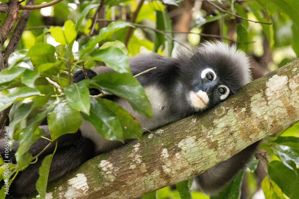 Fototapeta premium Dusky Leaf Monkeys in Penang Hill Malaysia.The dusky leaf monkey, spectacled langur, or spectacled leaf monkey (Trachypithecus obscurus) is a species of primate in the Cercopithecidae family.
