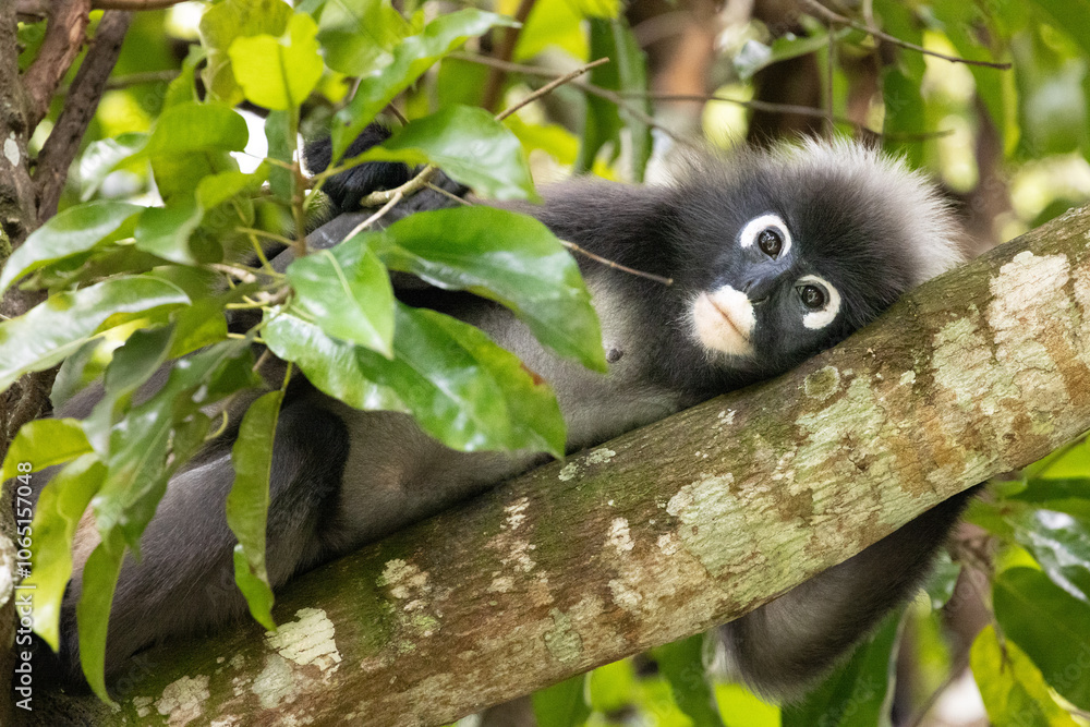 Fototapeta premium Dusky Leaf Monkeys in Penang Hill Malaysia.The dusky leaf monkey, spectacled langur, or spectacled leaf monkey (Trachypithecus obscurus) is a species of primate in the Cercopithecidae family.