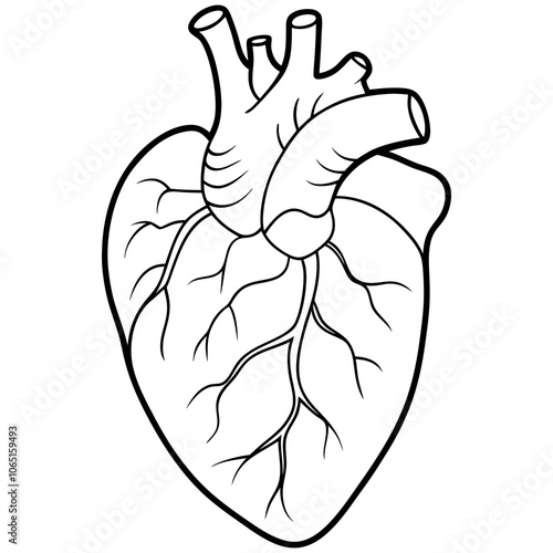 Anatomical Heart Line Art.