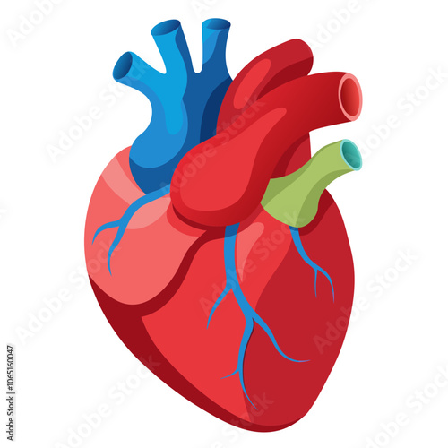 3D Human Heart Vector.